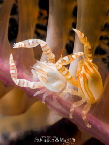 A beautiful pair of Haig's Porcelain Crabs on a Sea Feather. by Jan Morton 